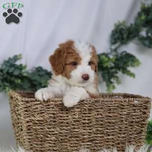 Dash, Mini Bernedoodle Puppy